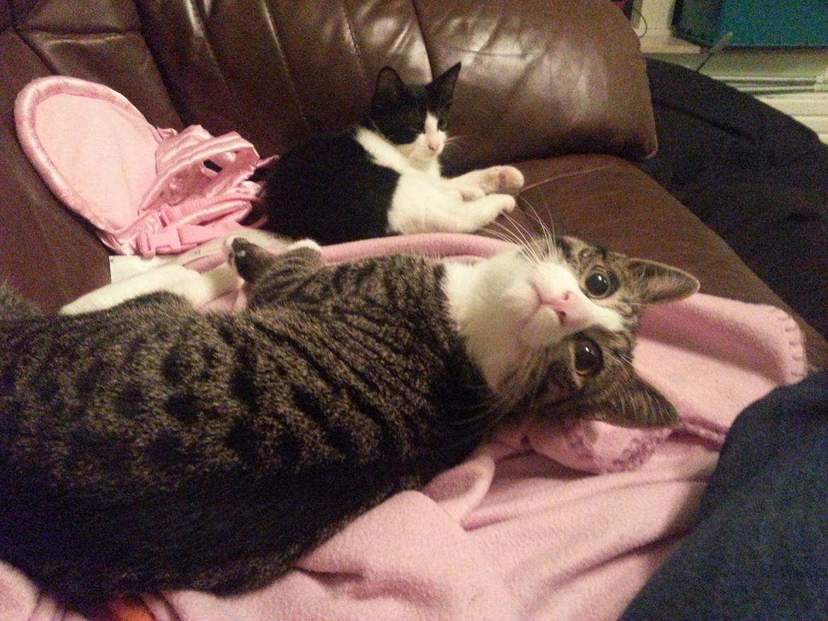 Huskat Pelle "Pjevs" Haleløs - 2 trætte katte... Pelle er helt væk billede 5