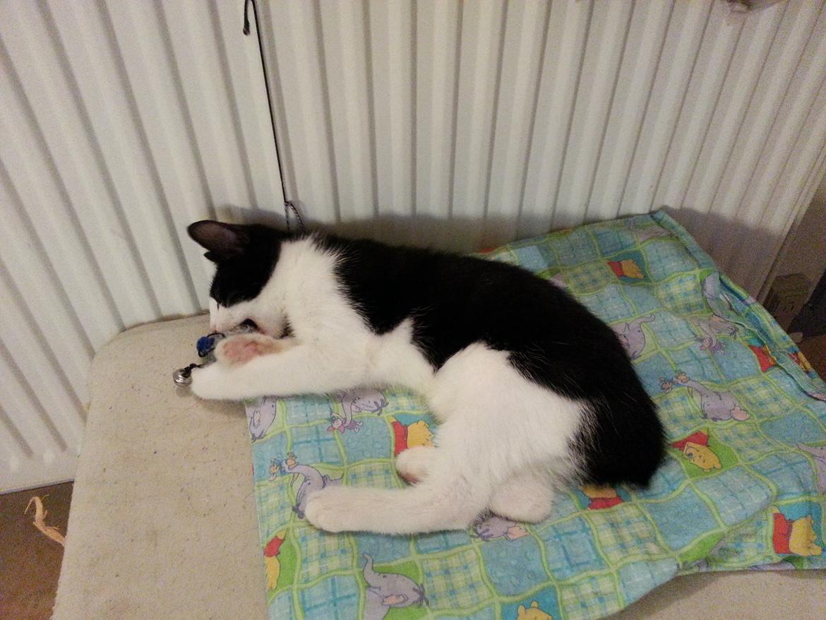 Huskat Pelle "Pjevs" Haleløs - Der gik ikke mange minutter fra Pelle var ankommet, til han var i fuld gang med at lege med "musen" :-) billede 1