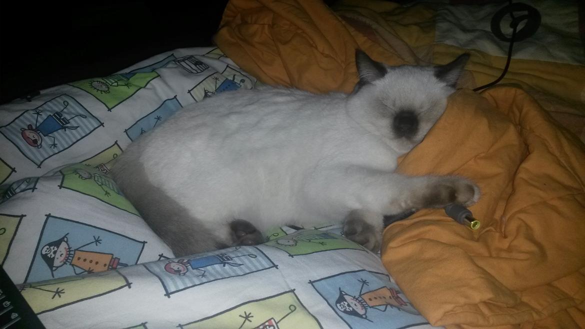 British Shorthair Cookie billede 9