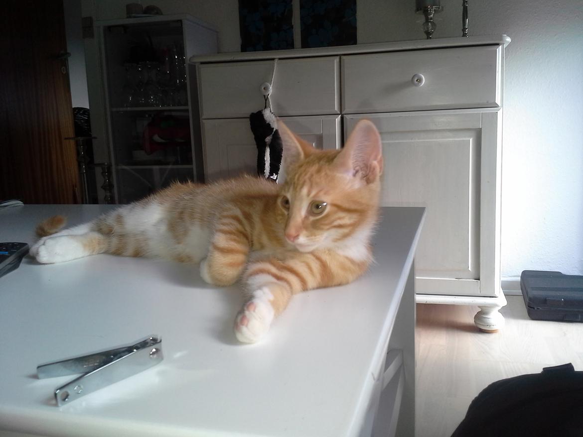 Huskat Loke billede 9