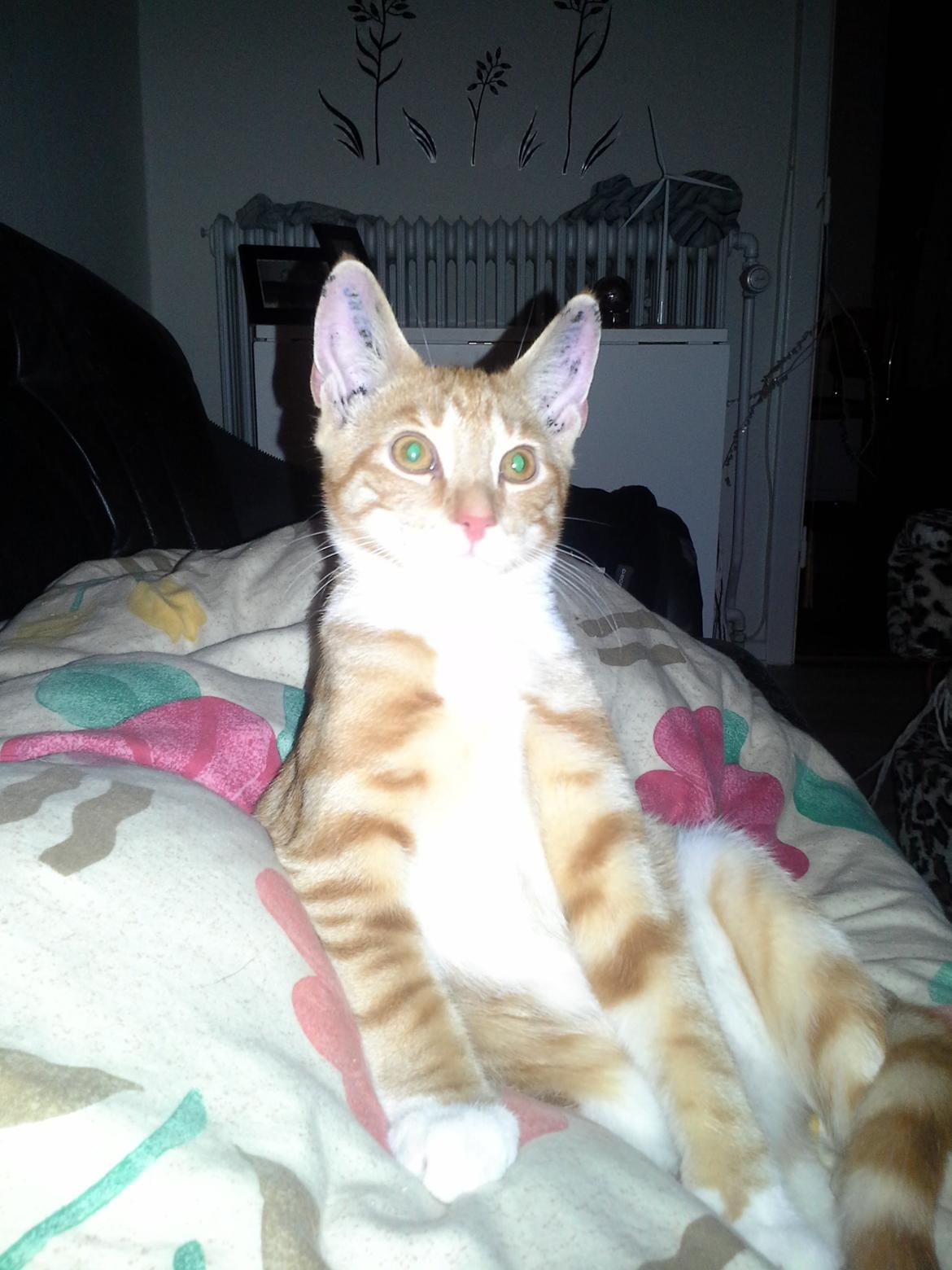 Huskat Loke billede 10