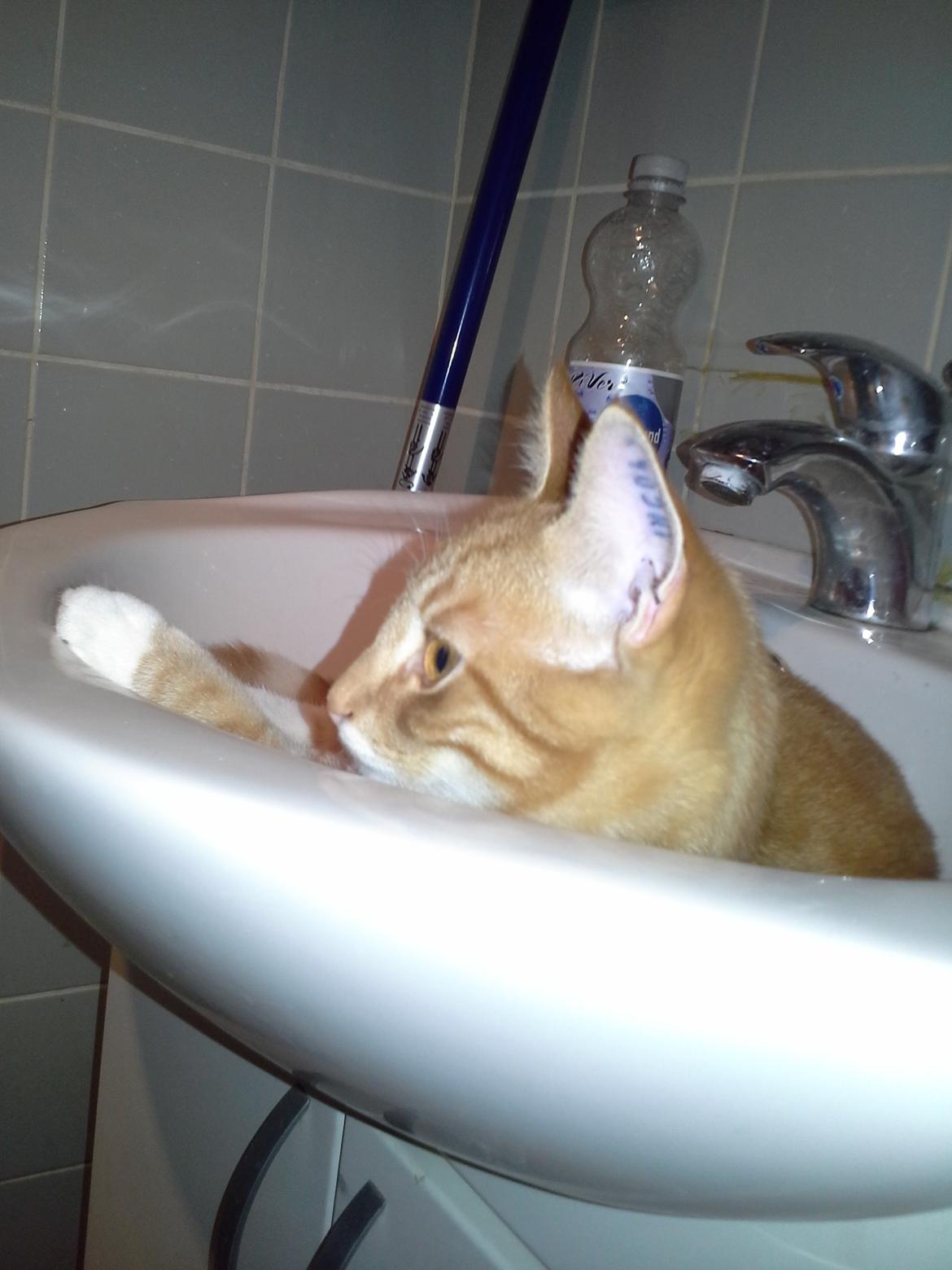 Huskat Loke billede 11