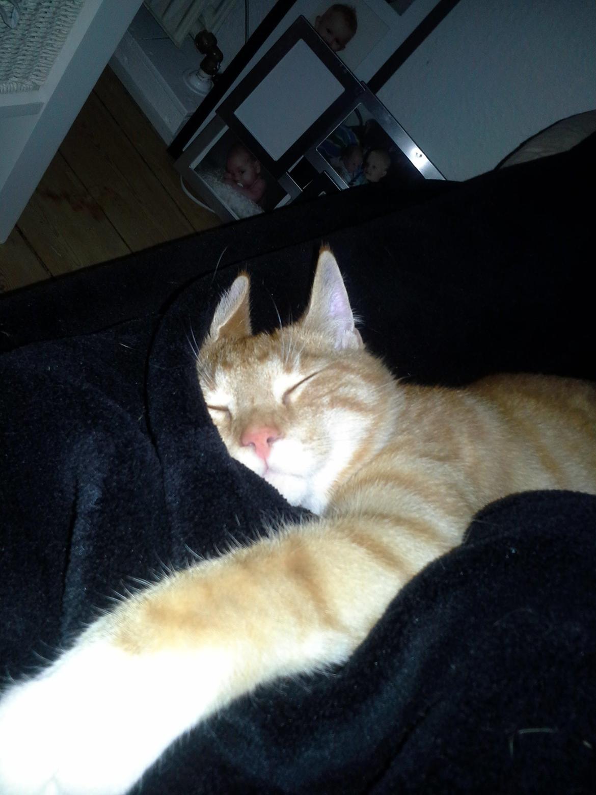 Huskat Loke billede 12