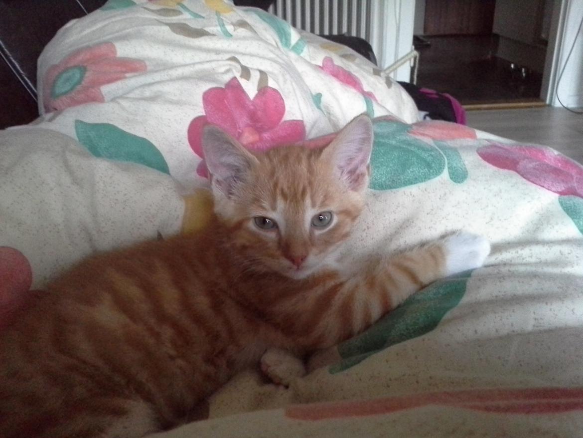 Huskat Loke billede 1