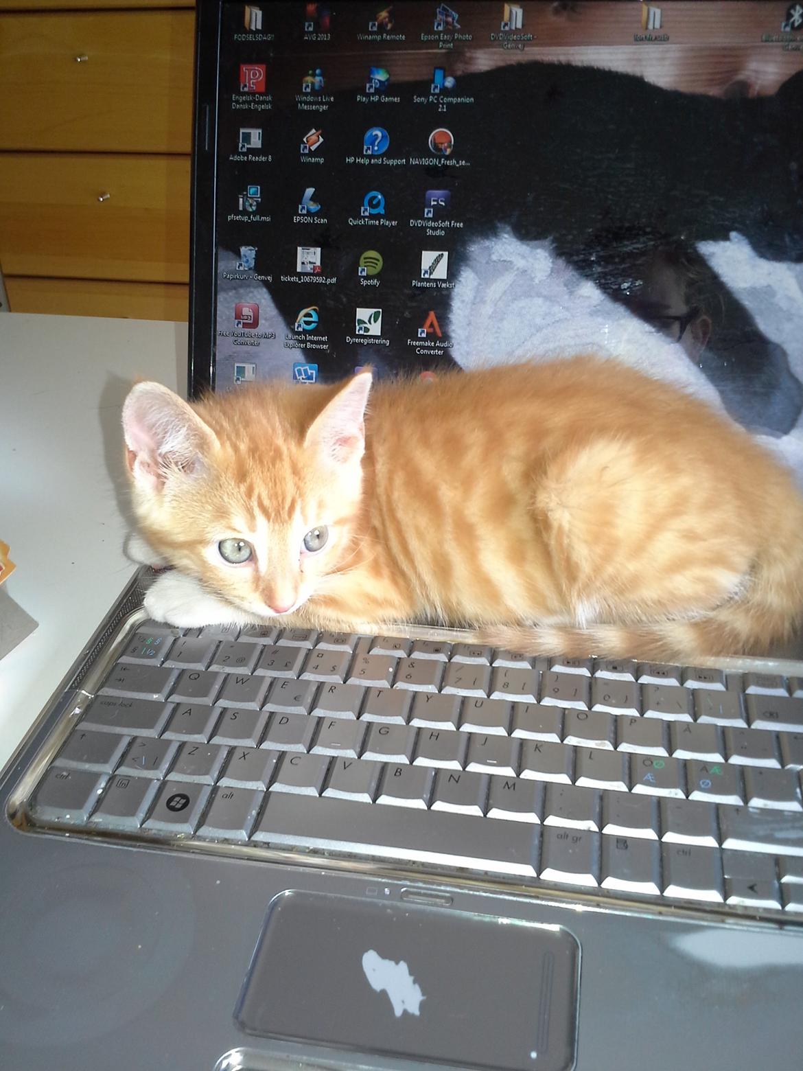 Huskat Loke billede 5