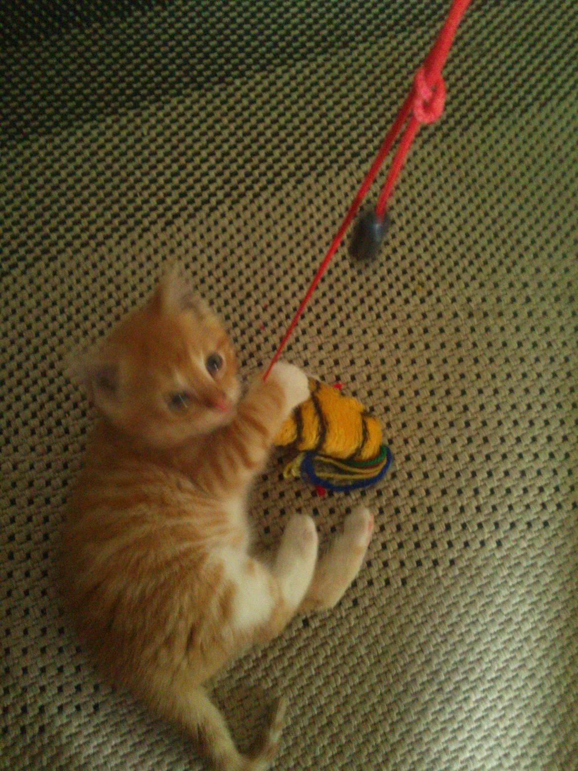 Huskat Loke billede 2