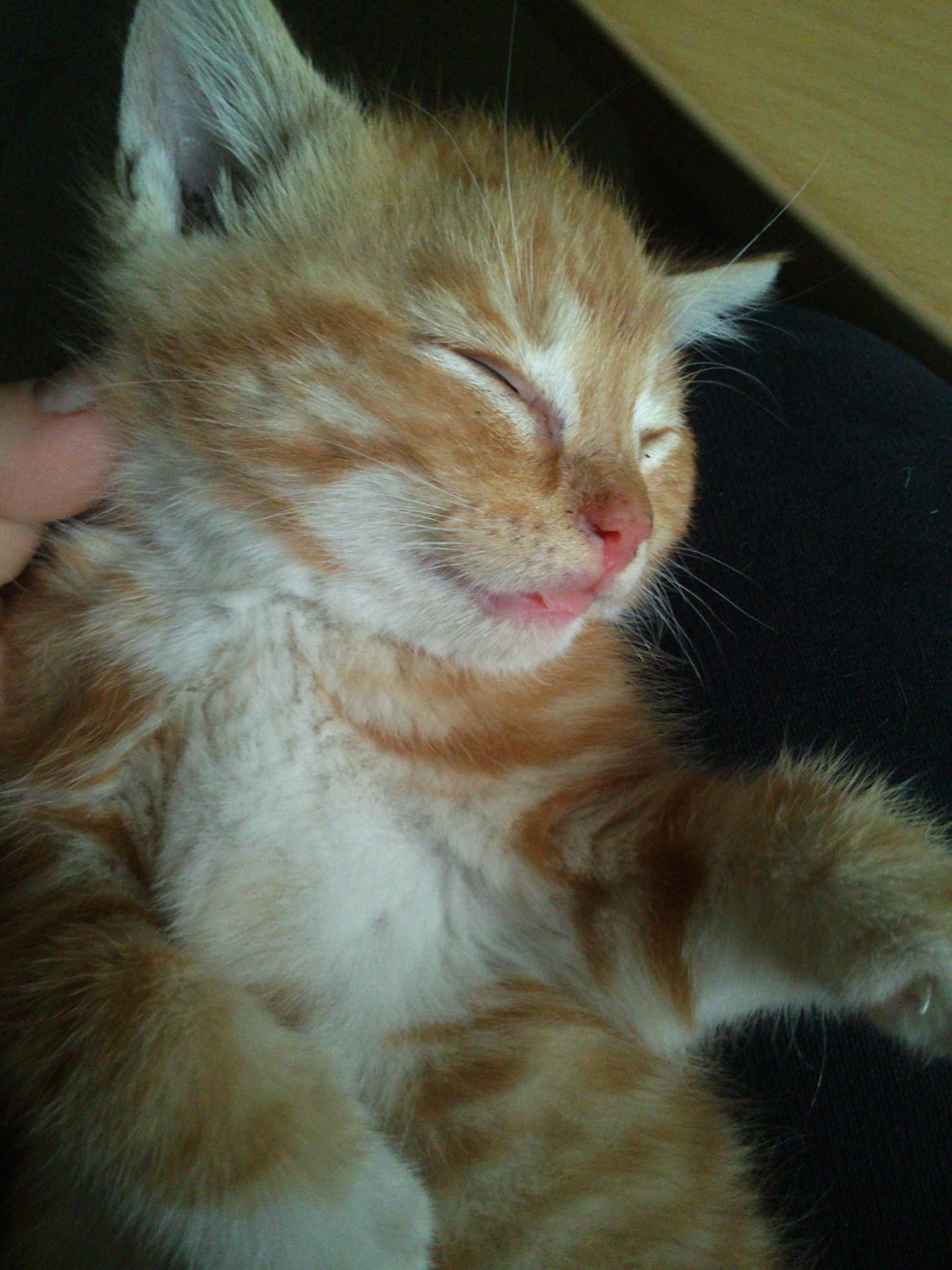 Huskat Loke billede 3