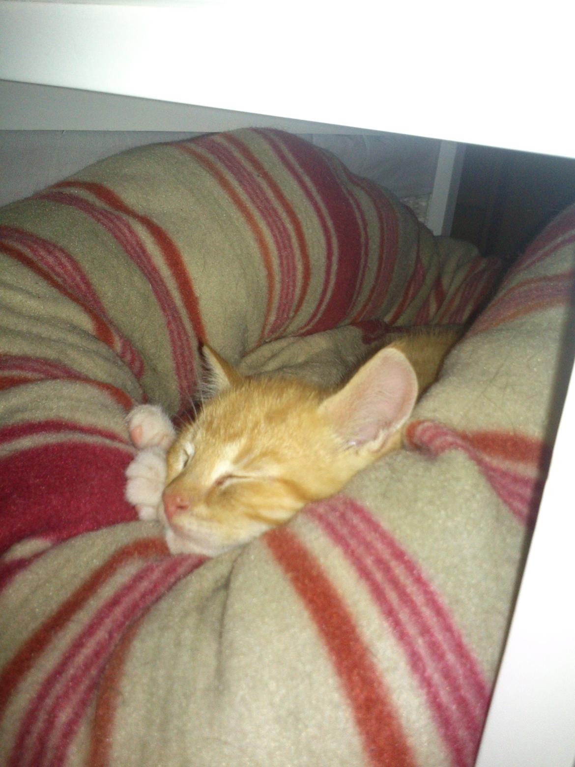 Huskat Loke billede 4