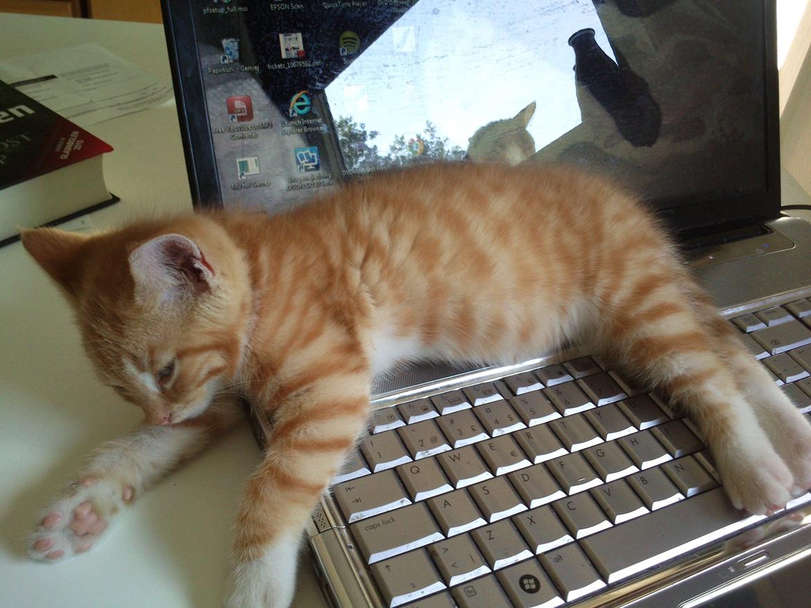 Huskat Loke billede 8