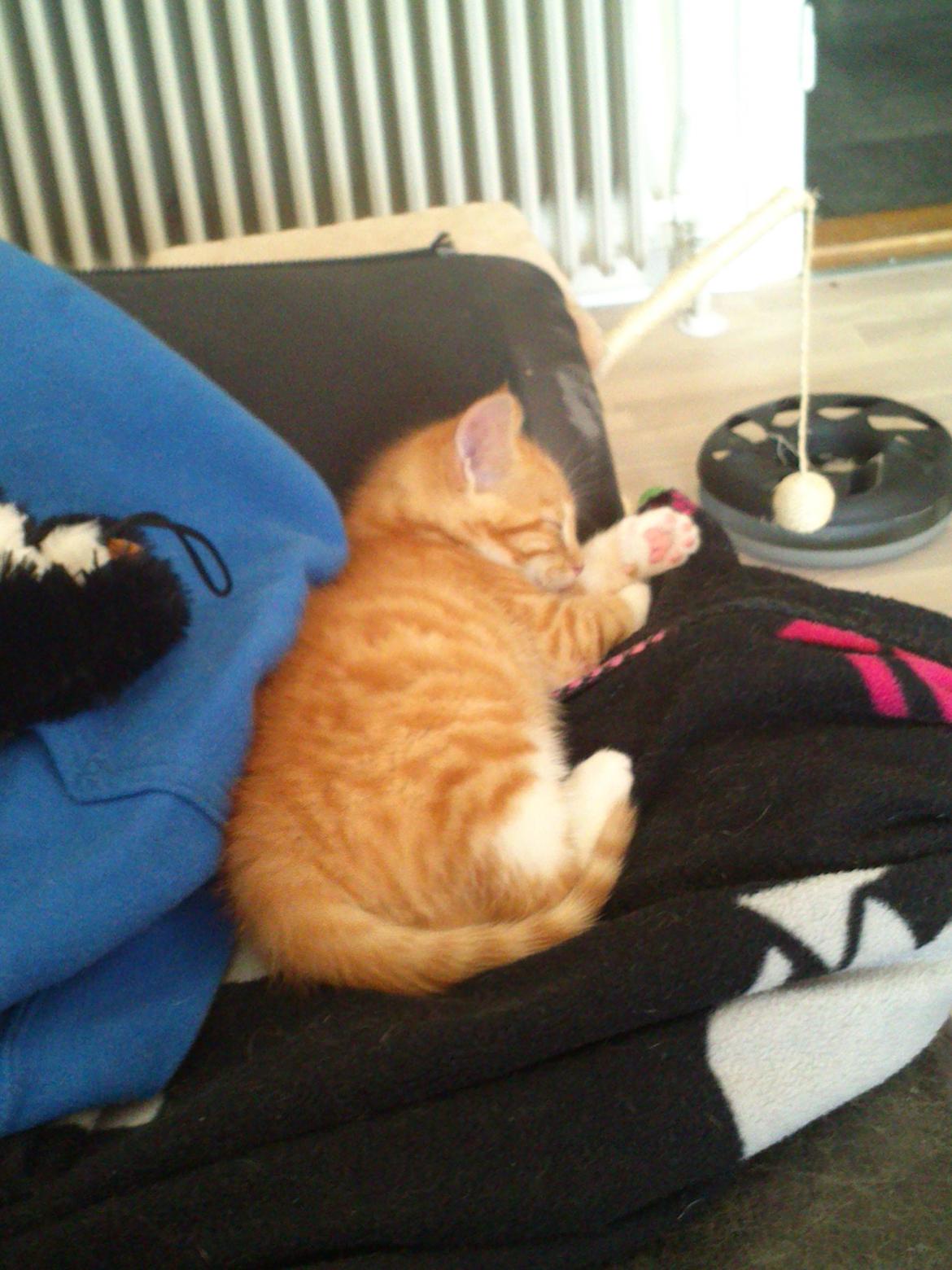 Huskat Loke billede 7