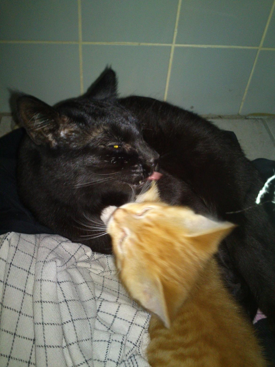 Huskat Loke billede 6