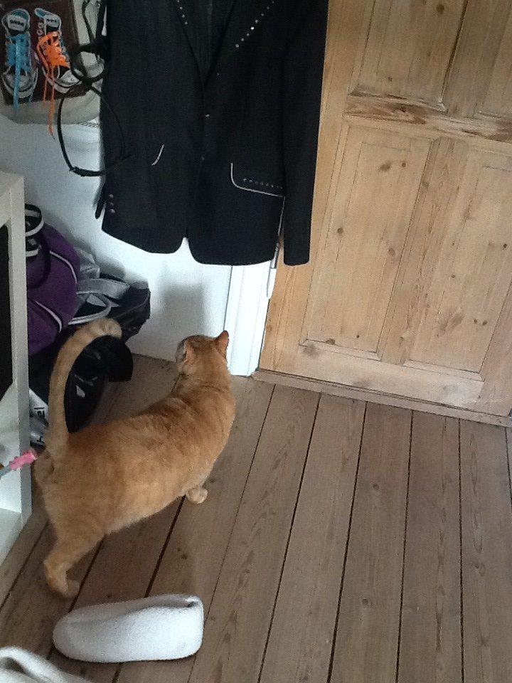 Huskat RØDMIS! billede 1