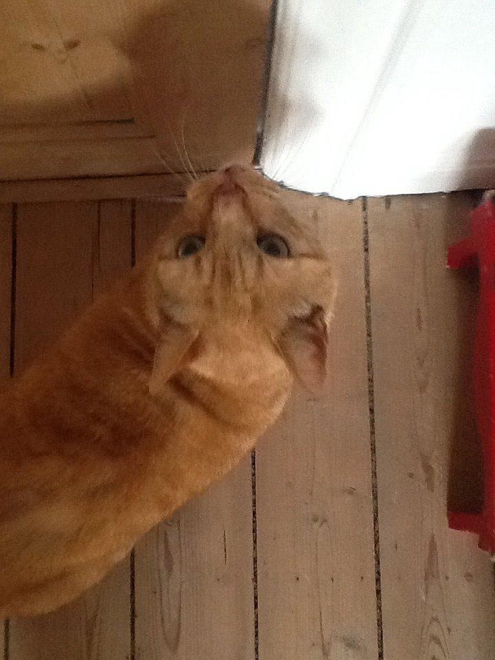 Huskat RØDMIS! billede 2