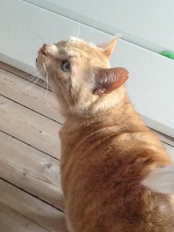 Huskat RØDMIS! billede 3