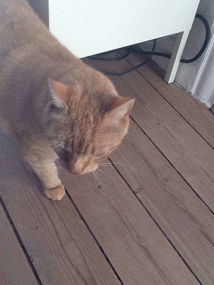 Huskat RØDMIS! billede 4