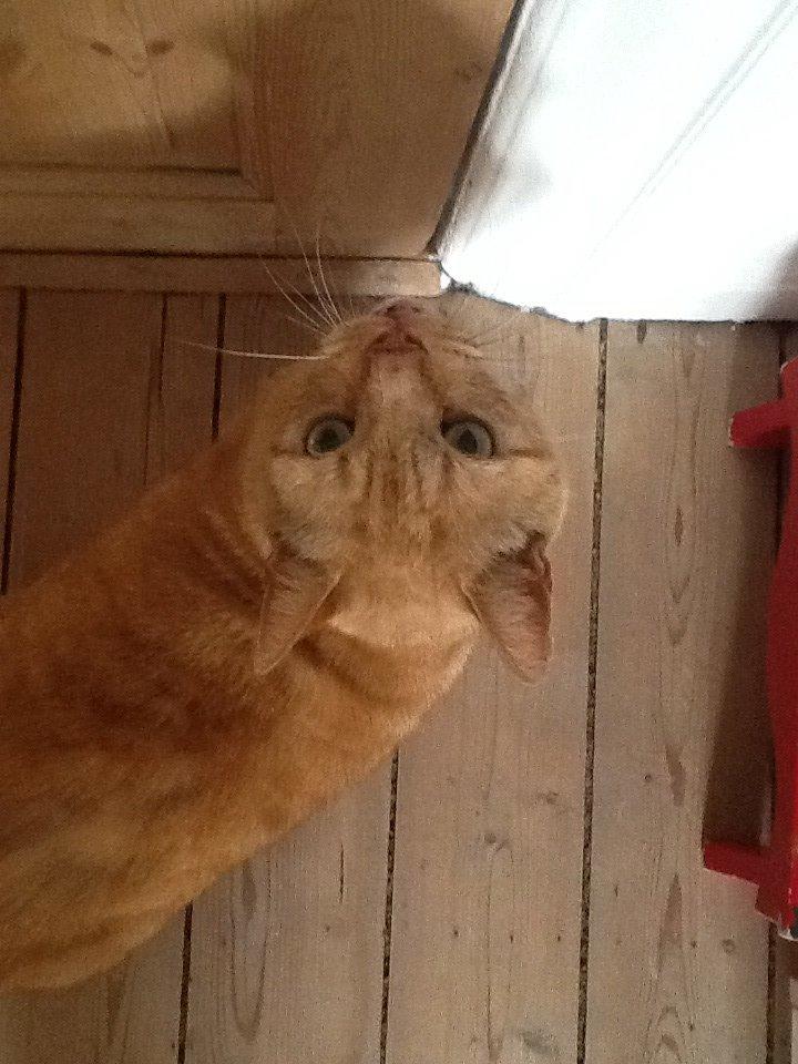 Huskat RØDMIS! billede 5