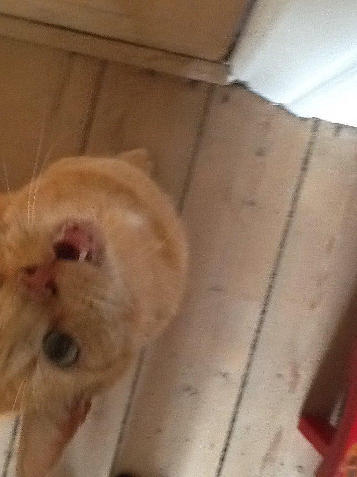 Huskat RØDMIS! billede 6