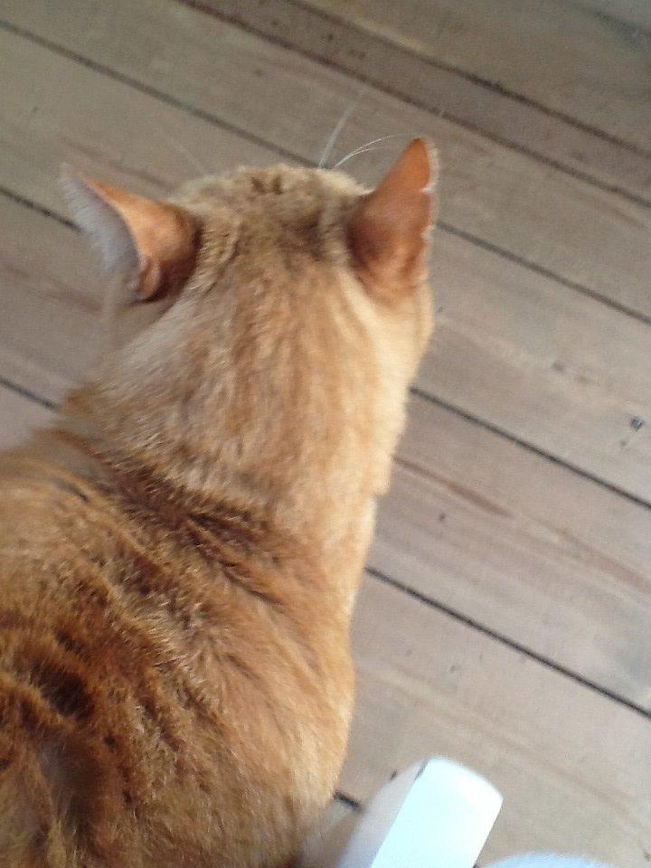 Huskat RØDMIS! billede 7