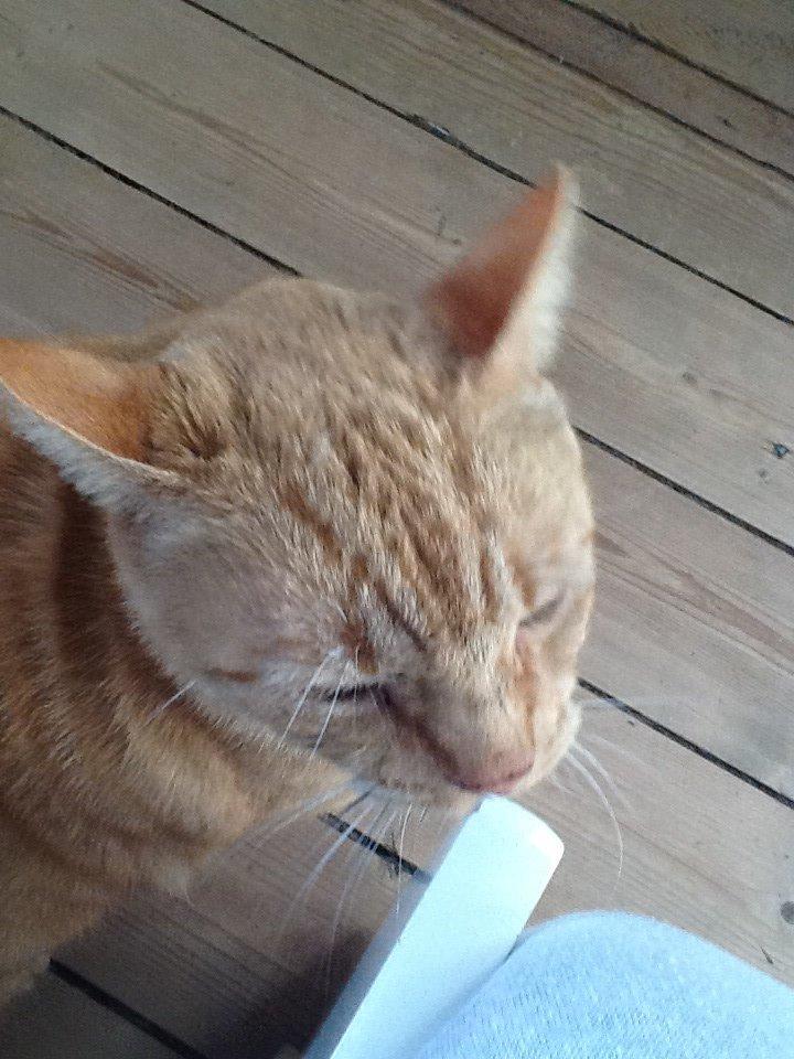 Huskat RØDMIS! billede 8