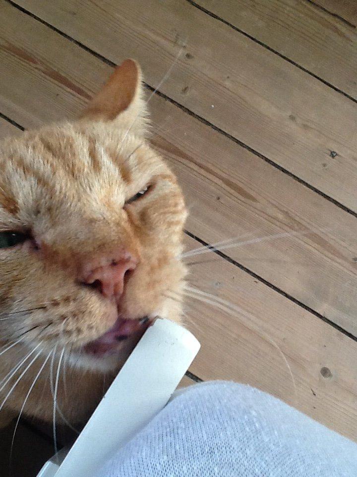 Huskat RØDMIS! billede 9