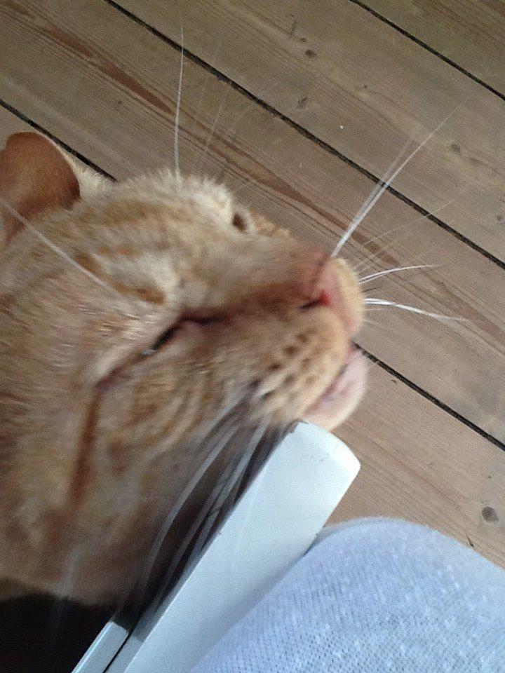 Huskat RØDMIS! billede 10