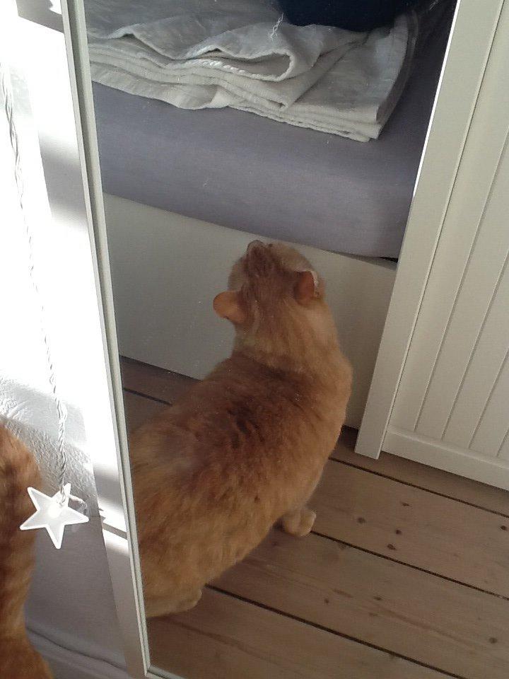 Huskat RØDMIS! billede 11