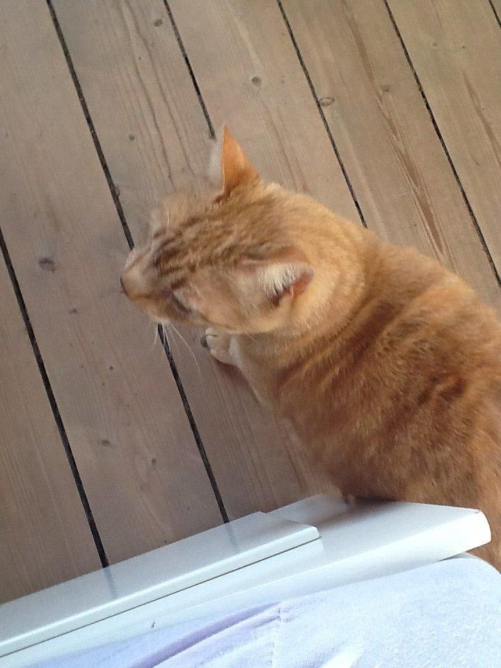 Huskat RØDMIS! billede 12