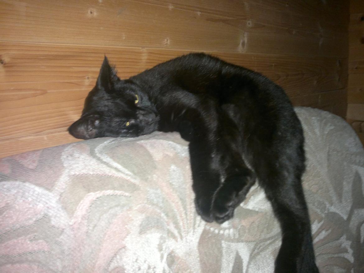 Huskat Calypso  billede 21