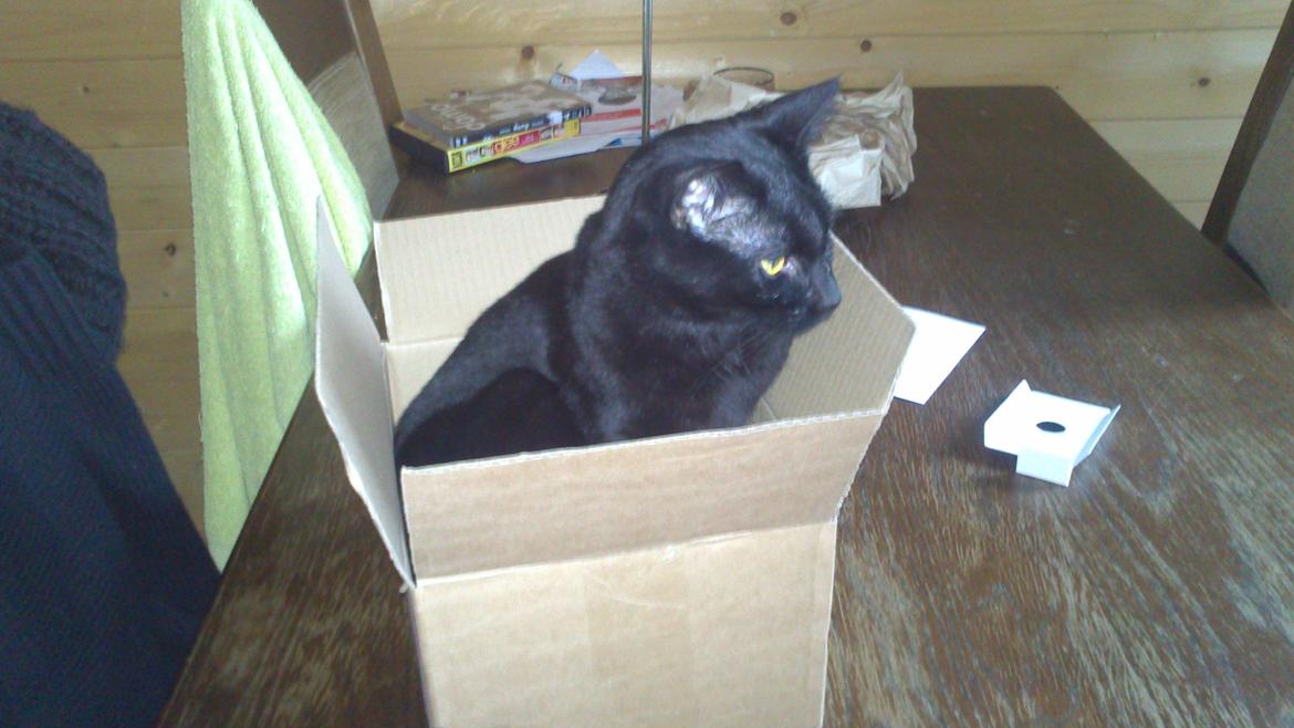 Huskat Calypso  billede 22