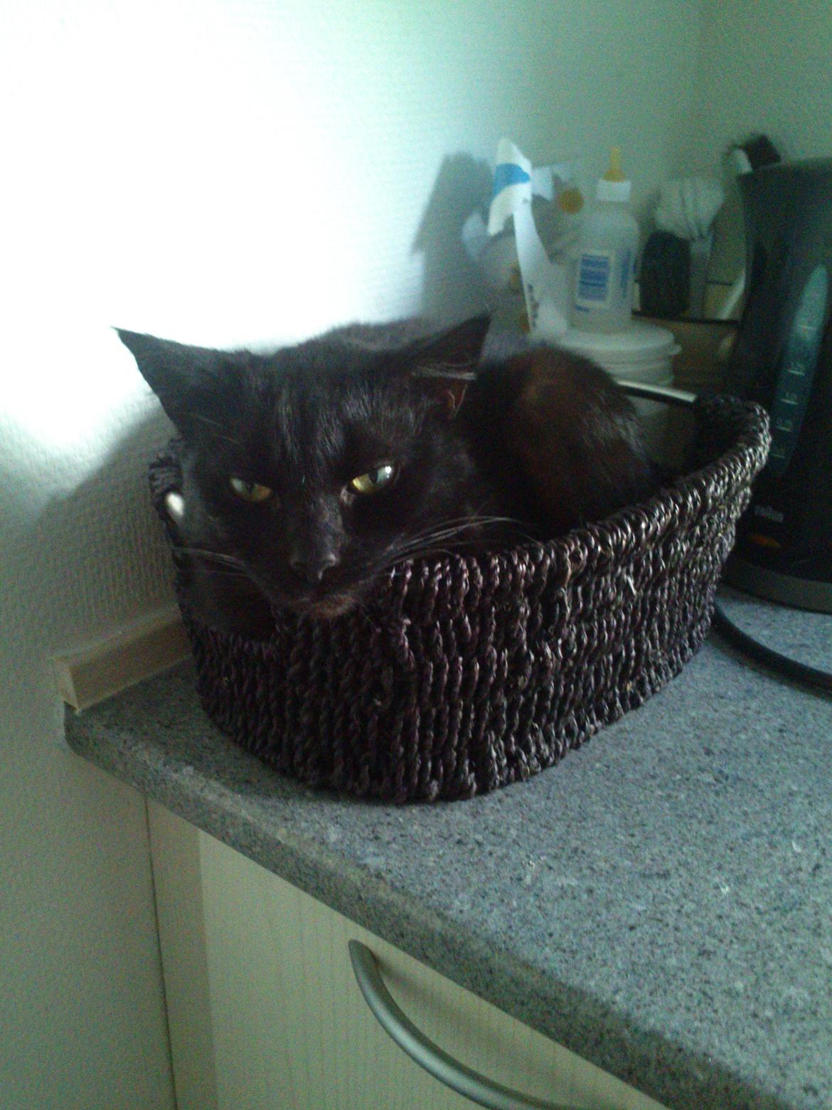 Huskat Calypso  billede 23