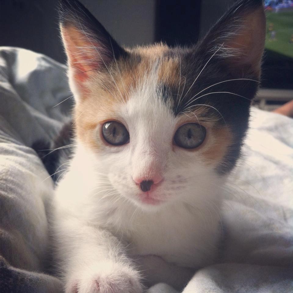 Huskat Nala billede 1