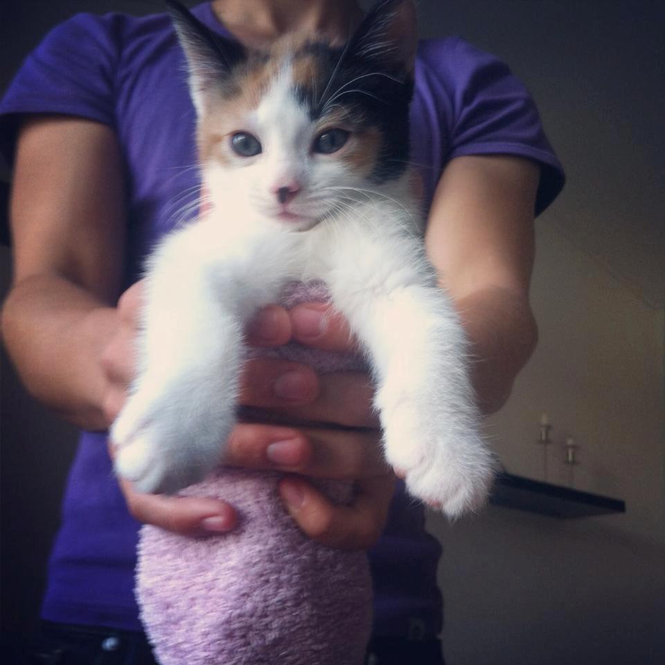 Huskat Nala billede 8