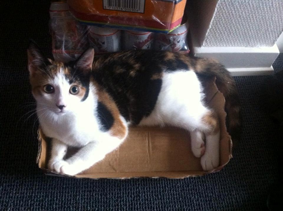 Huskat Nala billede 3