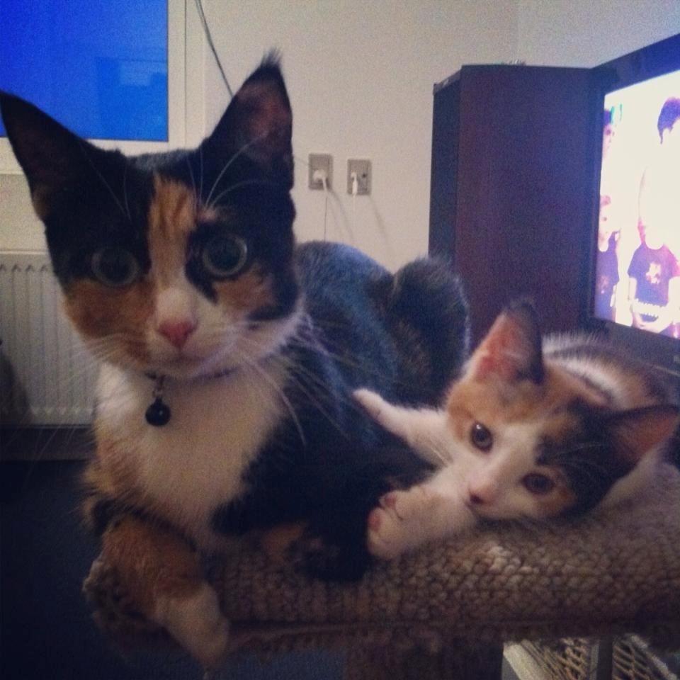 Huskat Nala billede 4