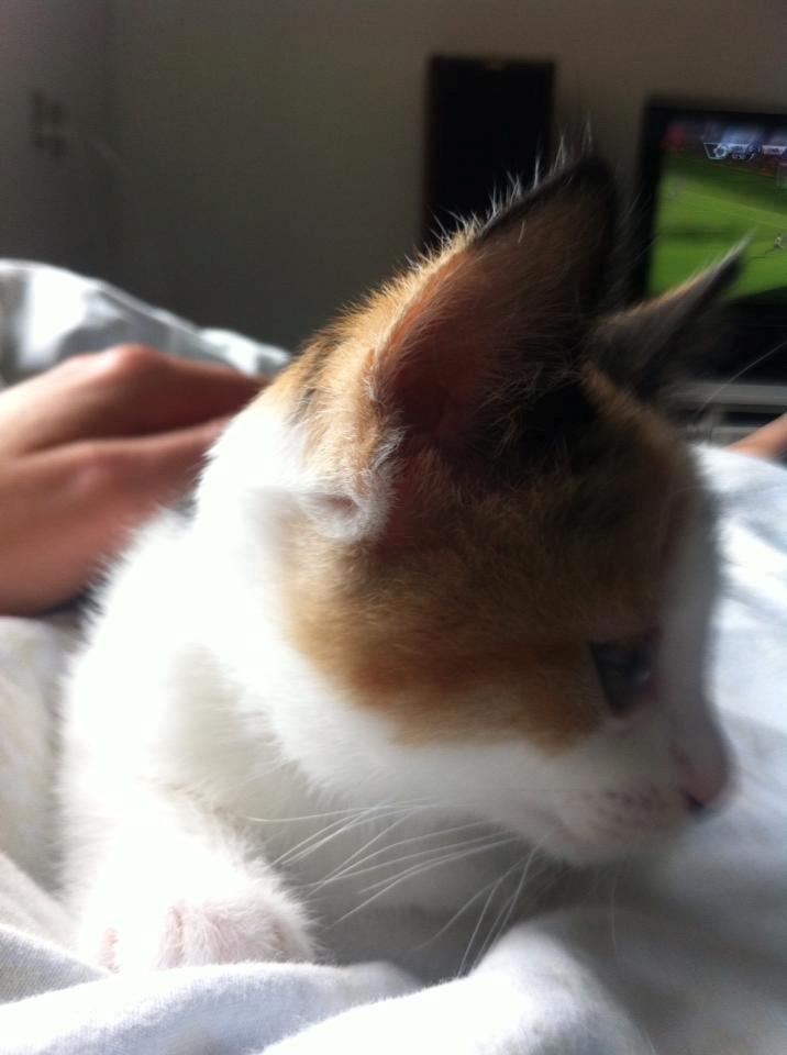 Huskat Nala billede 5