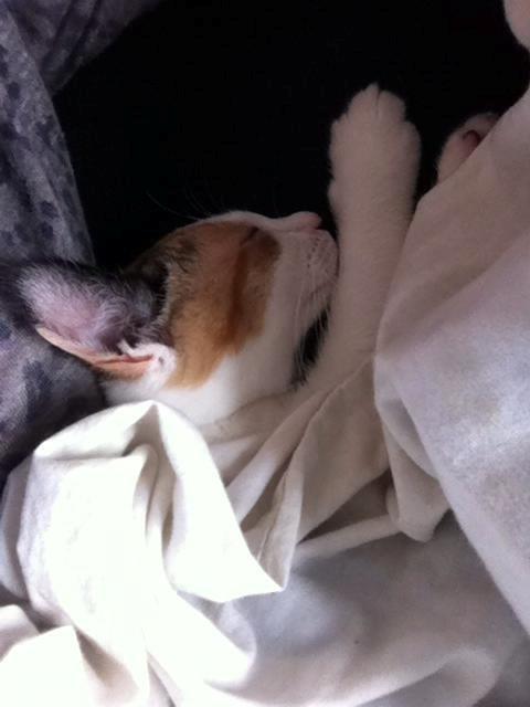 Huskat Nala billede 6