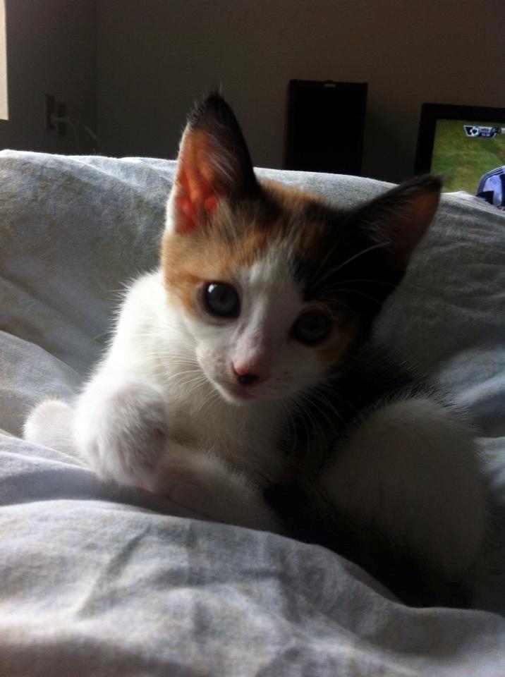 Huskat Nala billede 2