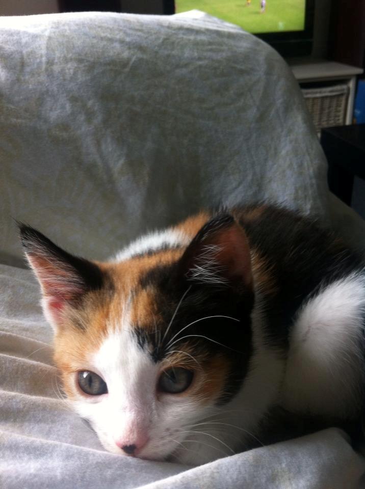 Huskat Nala billede 7