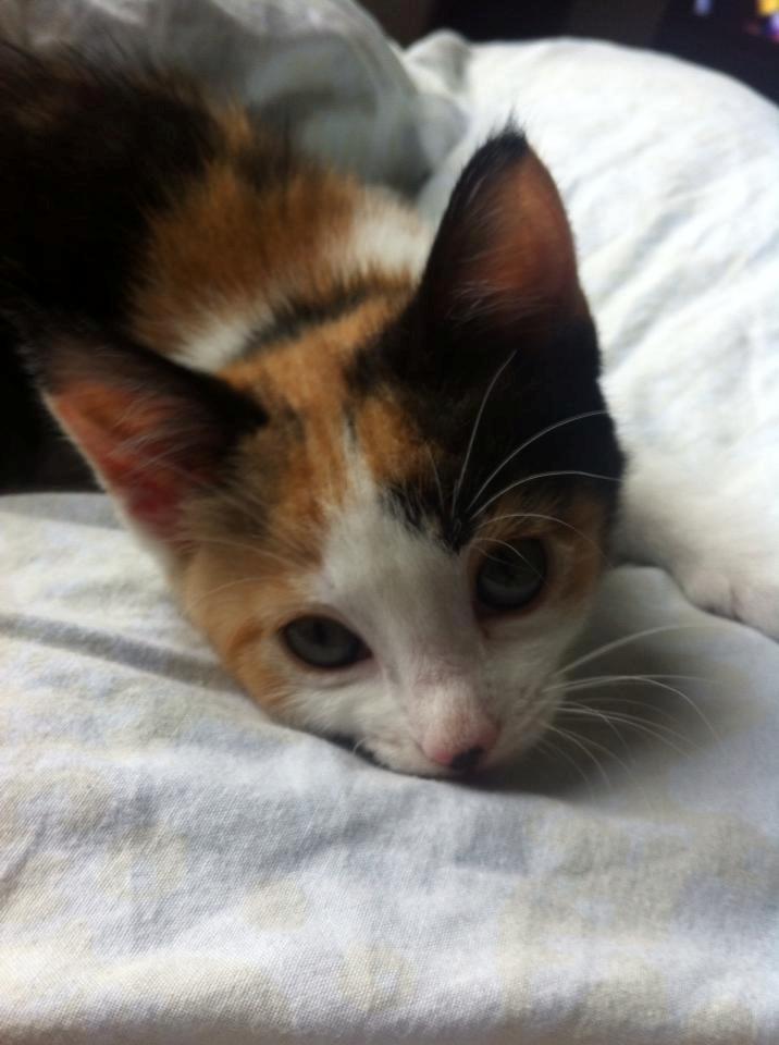 Huskat Nala billede 9