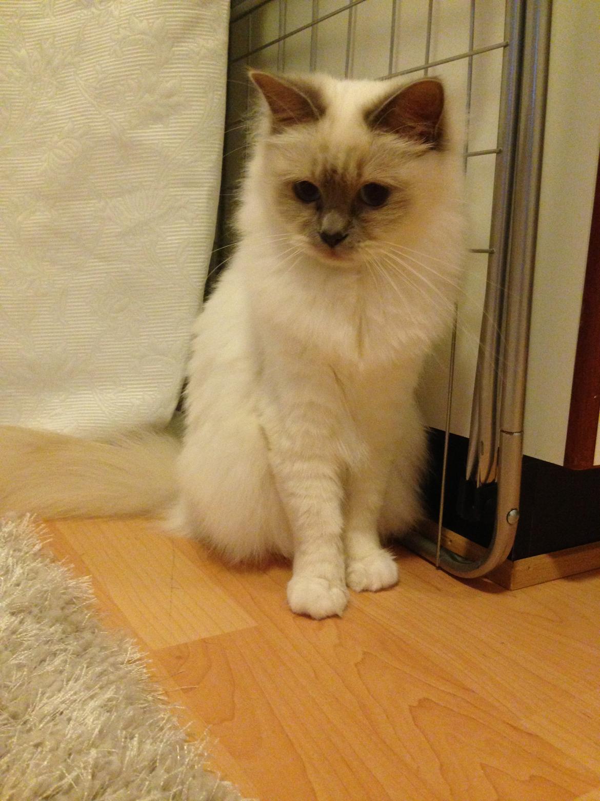 Hellig Birma DK Wainø's Duchess billede 2