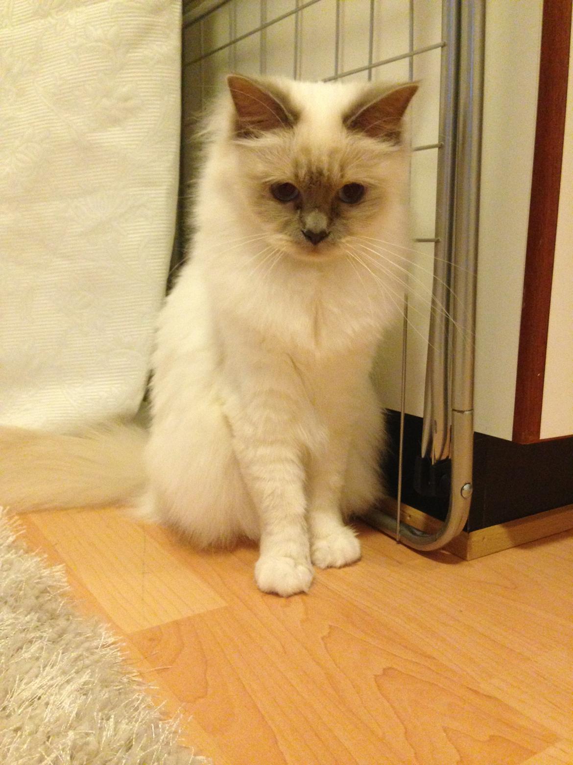 Hellig Birma DK Wainø's Duchess billede 3