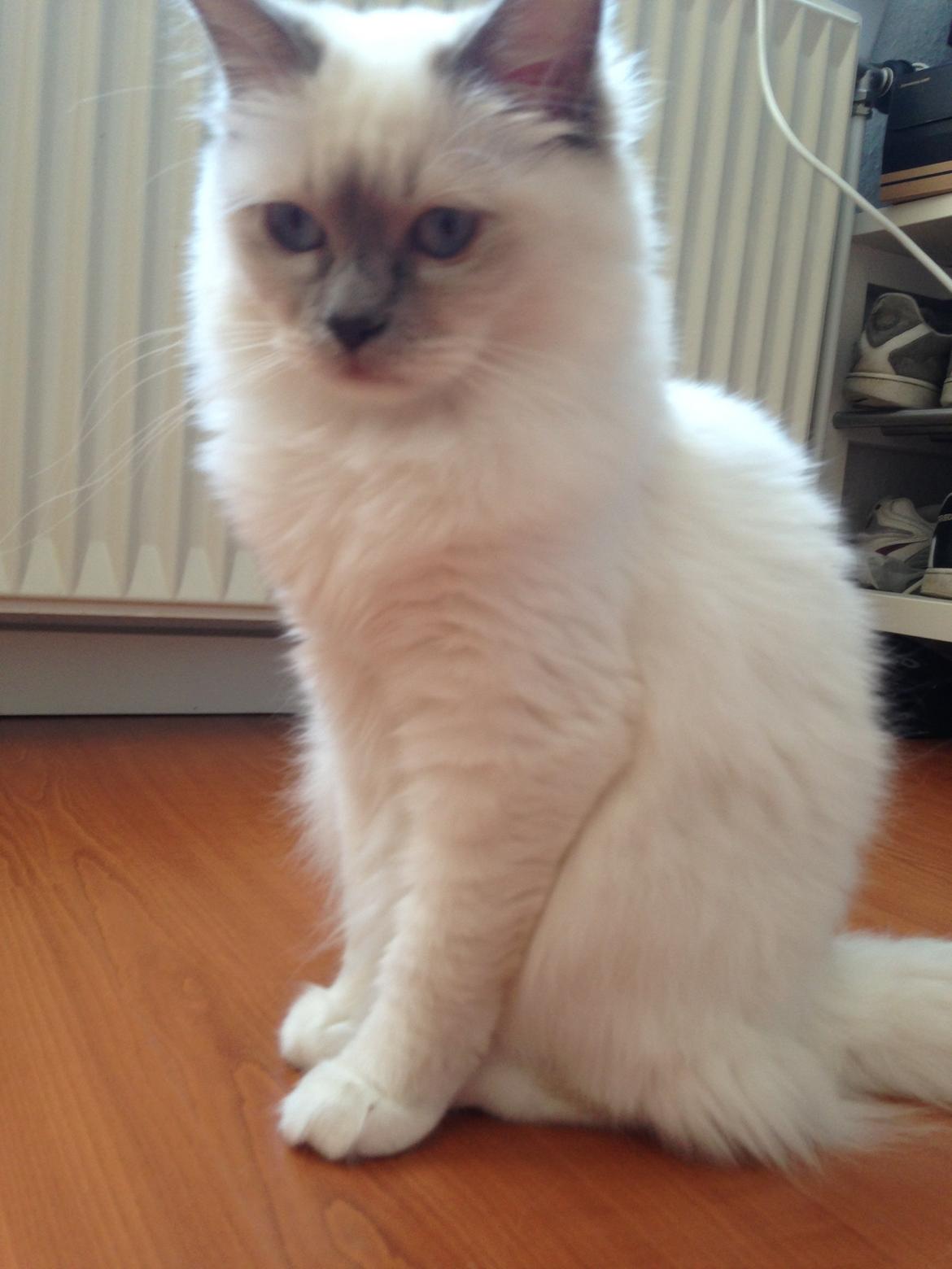 Hellig Birma DK Wainø's Duchess billede 8