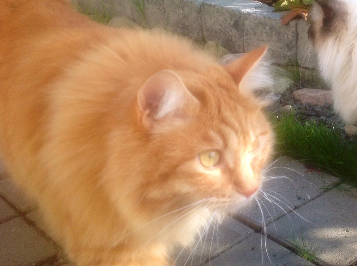Kurilean Bobtail Pumelle´s Thomas O´Malley = Røde billede 13