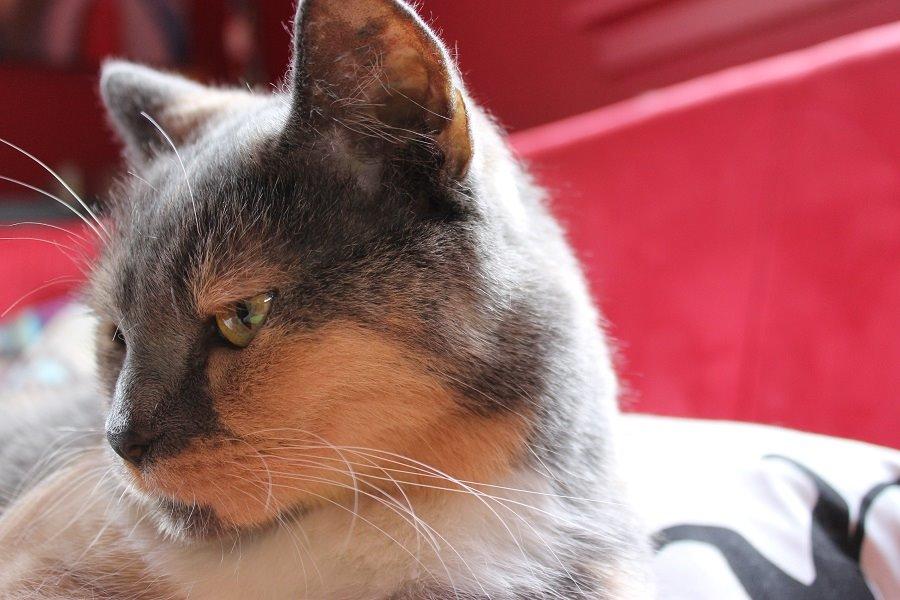 Huskat Emina Augusta billede 6