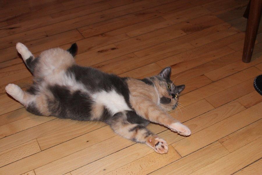 Huskat Emina Augusta billede 7