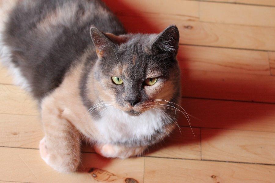 Huskat Emina Augusta billede 8