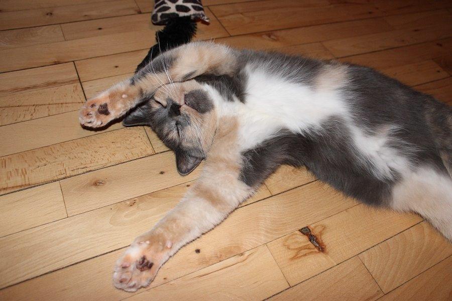 Huskat Emina Augusta billede 9