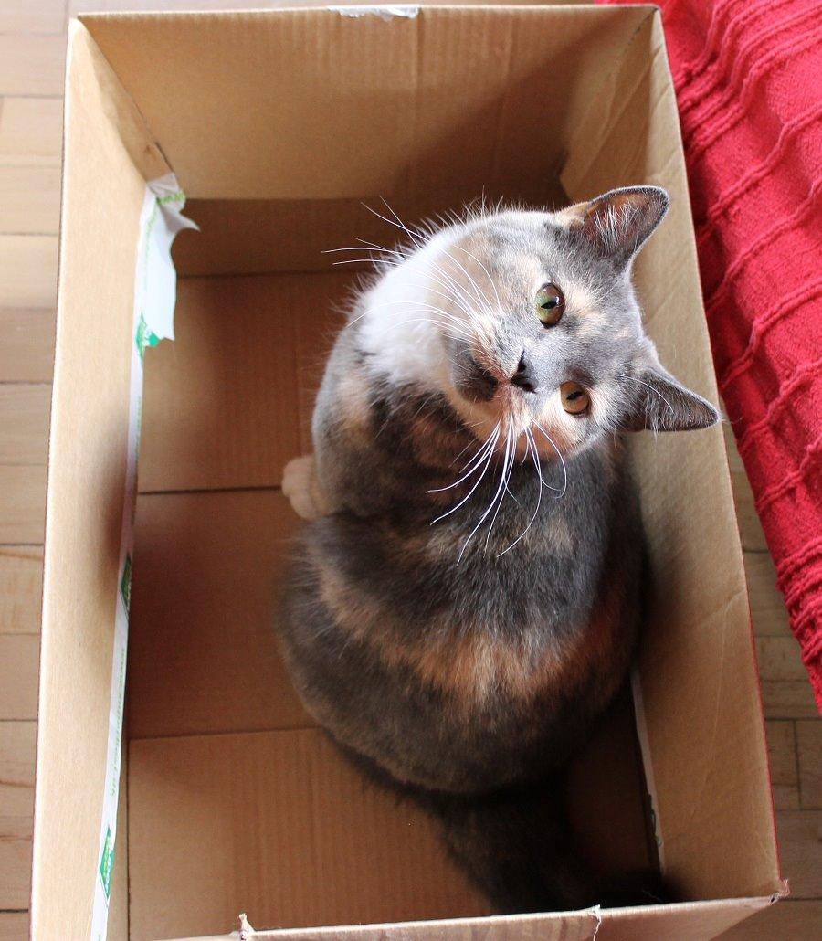 Huskat Emina Augusta billede 10