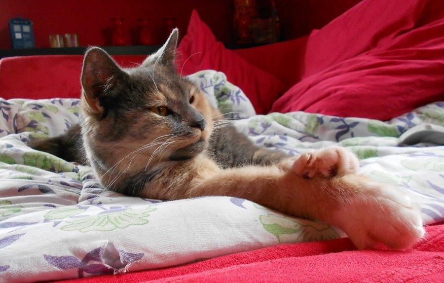 Huskat Emina Augusta billede 11