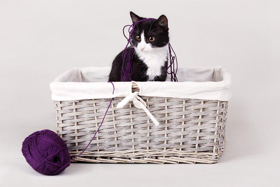 Blanding af racer Monty billede 1